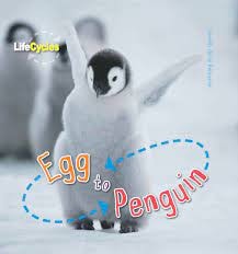 Egg to Penguin Lifecycles