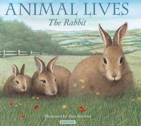 Rabbit