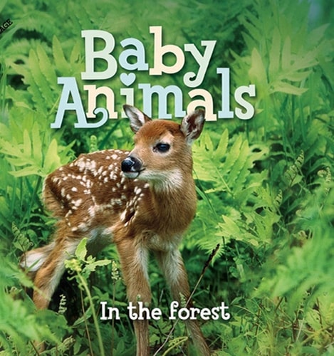 Baby Animals In the Forest